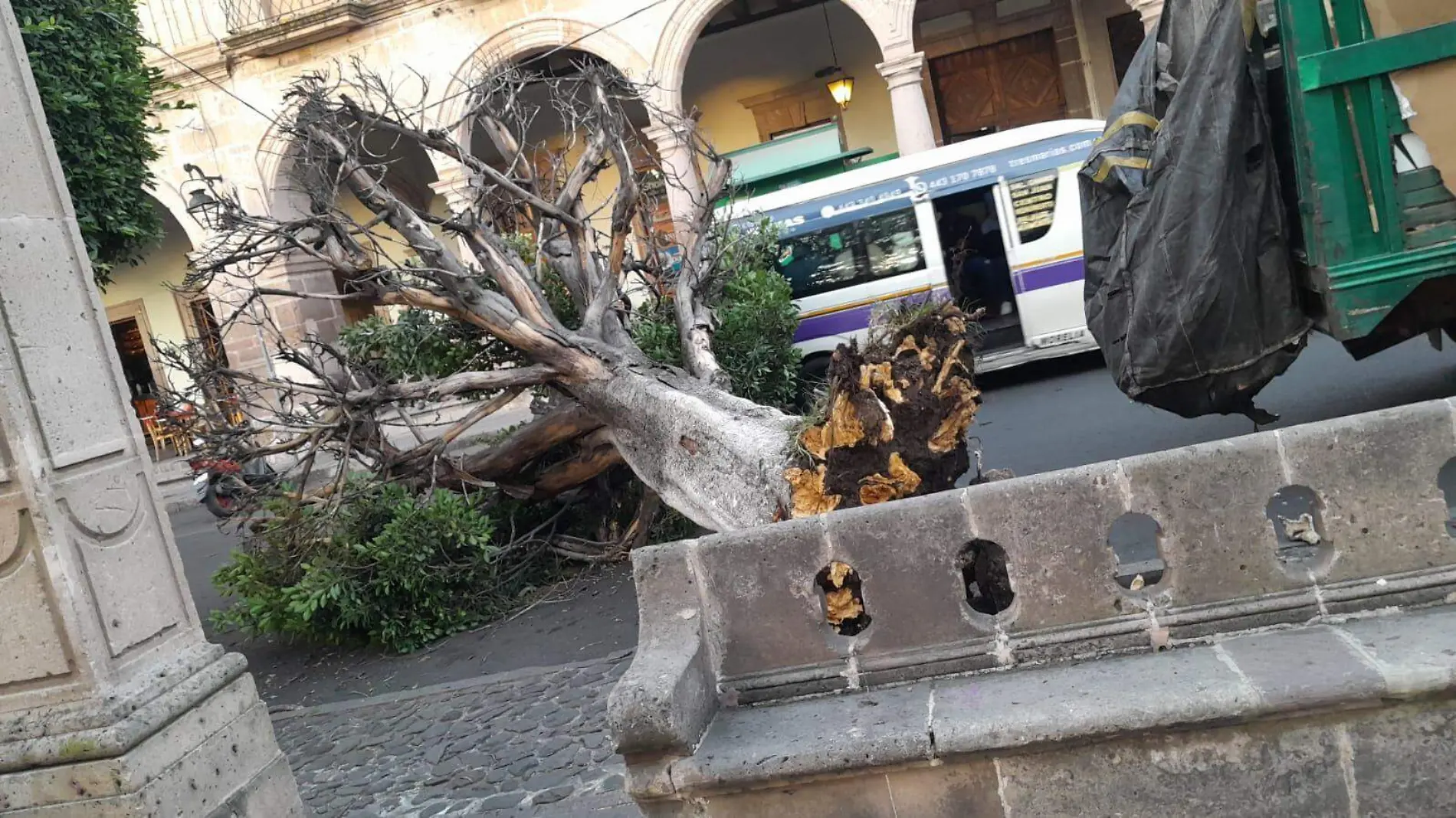 árbol caído plaza de armas